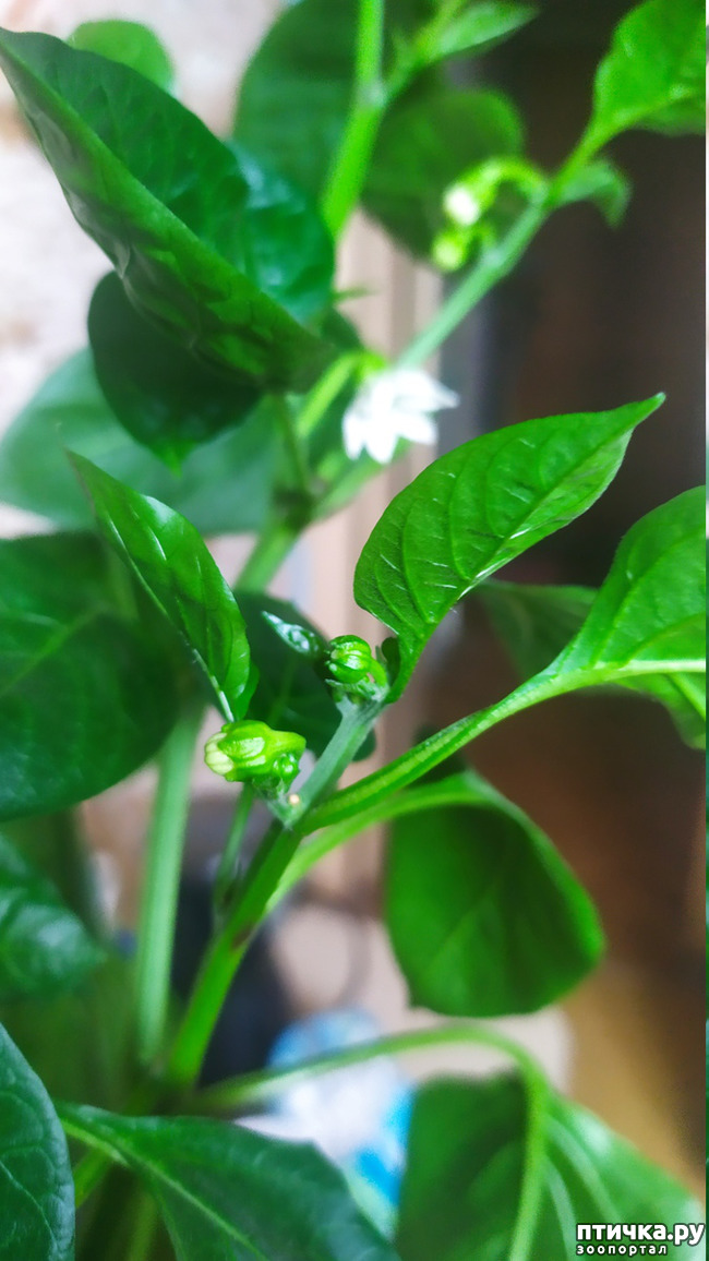 ���� 6: ����� ���, ����� - ������!