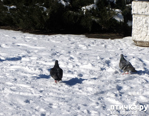 ����: ����. ������.