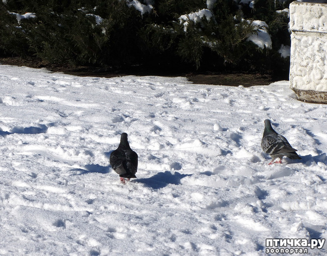 ���� 1: ����. ������.