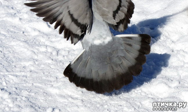 ���� 4: ����. ������.