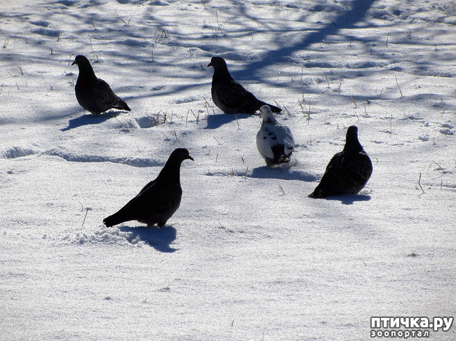 ���� 6: ����. ������.