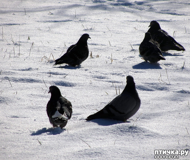 ���� 7: ����. ������.