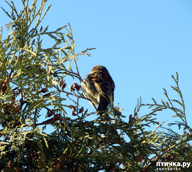 ���� 8: ����. ������.