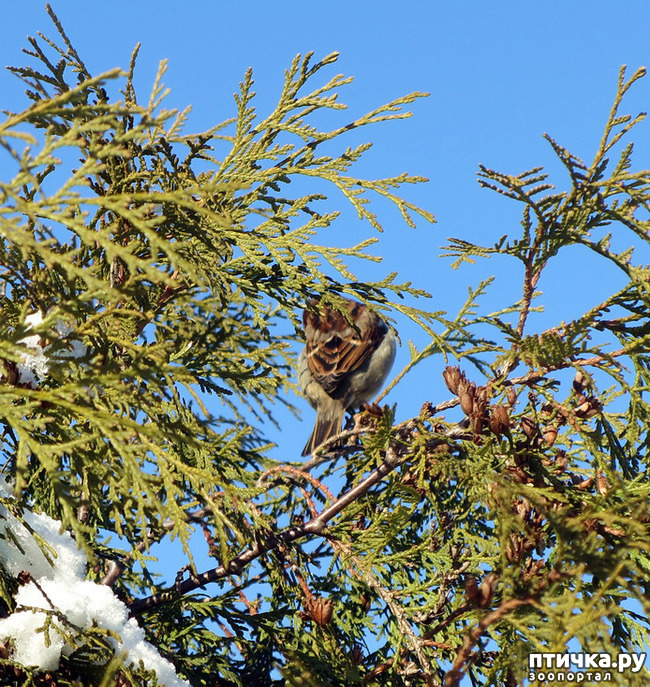 ���� 9: ����. ������.