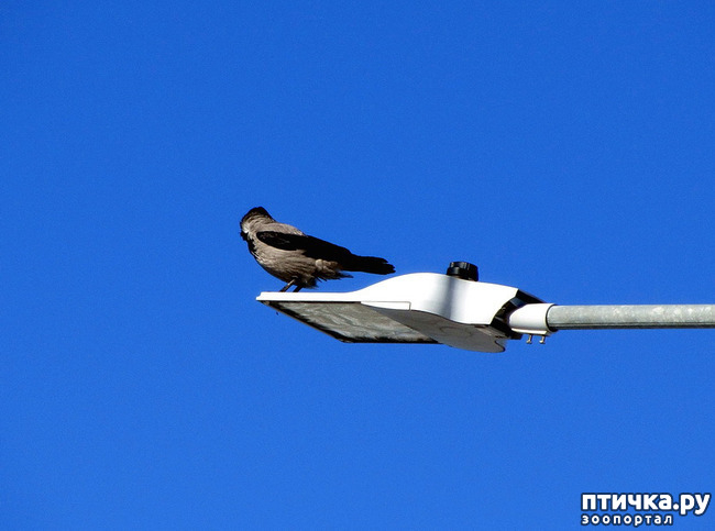 ���� 11: ����. ������.