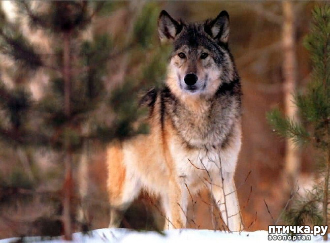 ���� 11: ����� � ����