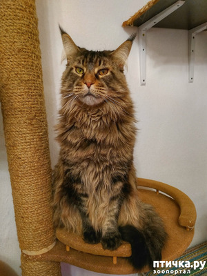 ����: �������-�����