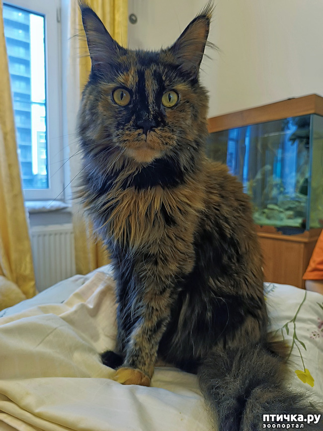 ���� 4: �������-�����