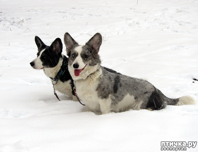 ���� 26: ����, ������, ����