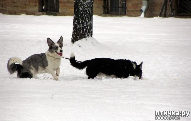 ���� 31: ����, ������, ����