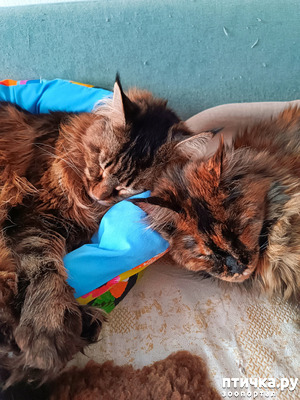 фотография: День кошек фото: День кошек