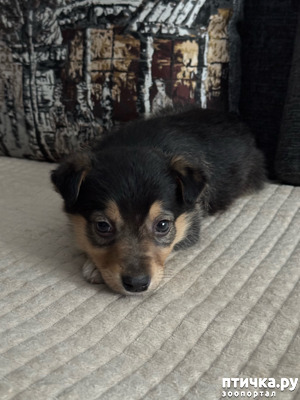 фотография: Крик души фото: Крик души