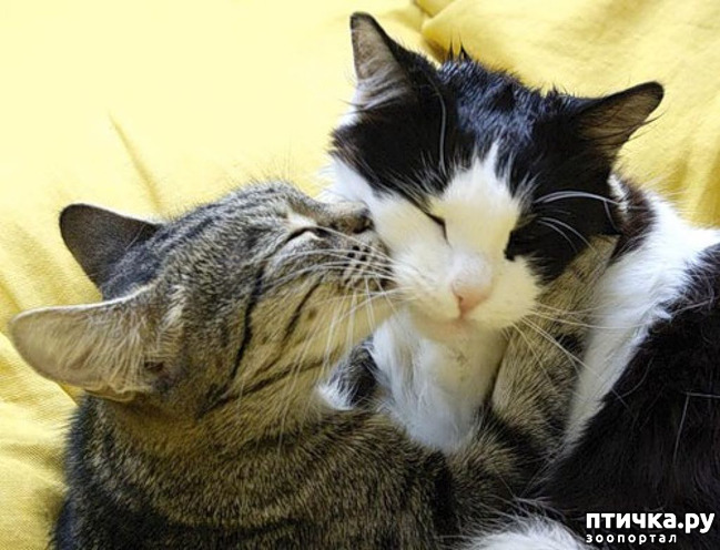 ���� 2: ������ ������ ���� � ����� �� ���������� ������ Feline Grimace Scale - FGS