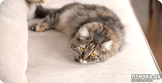 ���� 3: ������ ������ ���� � ����� �� ���������� ������ Feline Grimace Scale - FGS