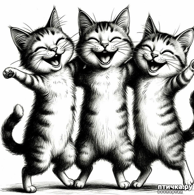 ���� 8: ������ ������ ���� � ����� �� ���������� ������ Feline Grimace Scale - FGS