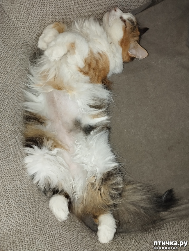 ���� 5: ������ ������ ���� � ����� �� ���������� ������ Feline Grimace Scale - FGS