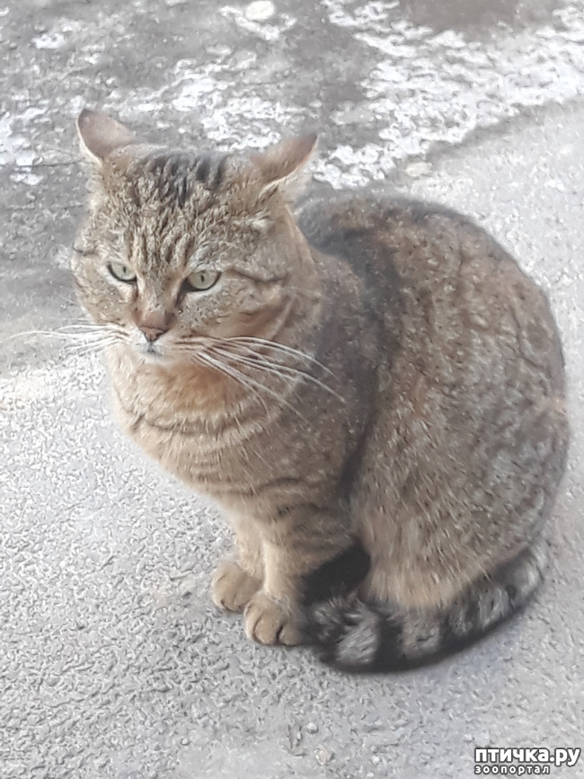 ���� 6: ������ ������ ���� � ����� �� ���������� ������ Feline Grimace Scale - FGS