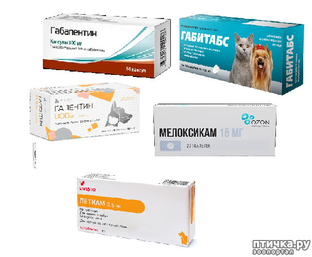 ���� 4: ������ ������ ���� � ����� �� ���������� ������ Feline Grimace Scale - FGS