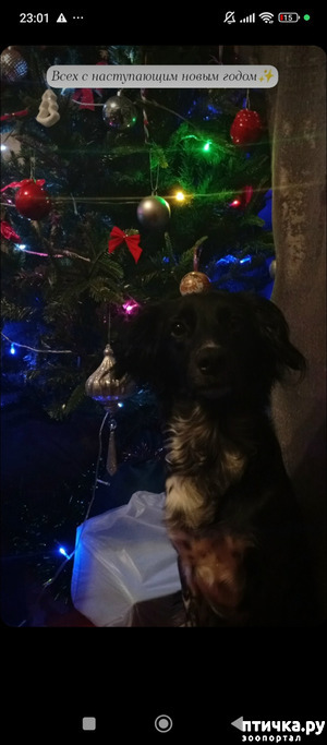 фотография: Кастрация фото: Кастрация