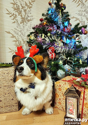 фотография: Новогодние детишки фото: Новогодние детишки