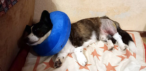 фотография: Воротник фото: Воротник