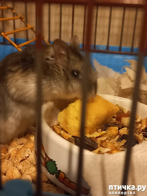 фотография: Проблема с глазками у хомяка фото: Проблема с глазками у хомяка