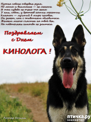 фотография: С Днем кинолога! фото: С Днем кинолога!