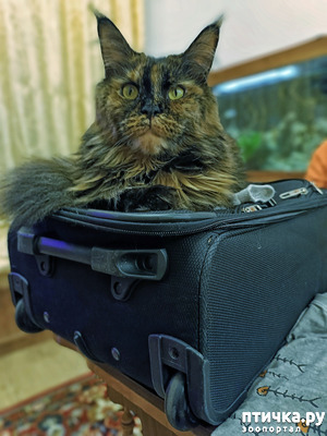 ����: ������ �����