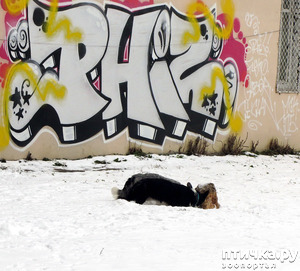 ����: ����������� ��������