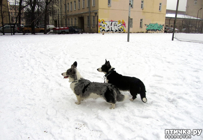 ���� 4: ����������� ��������