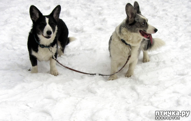 ���� 5: ����������� ��������