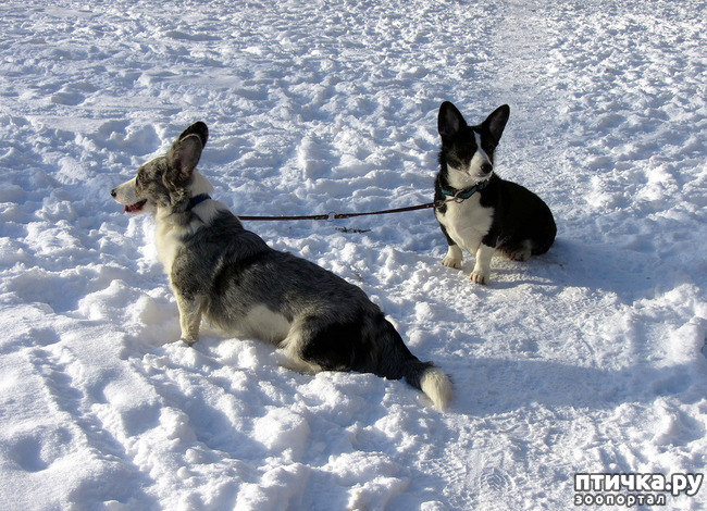 ���� 10: ����������� ��������