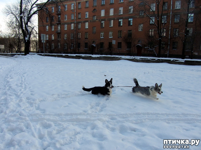 ���� 11: ����������� ��������