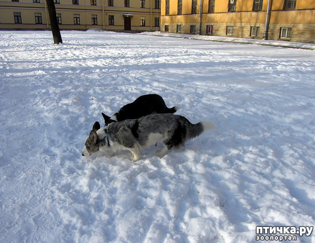 ���� 13: ����������� ��������