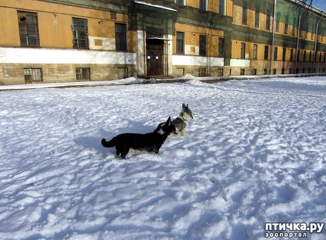 ���� 15: ����������� ��������