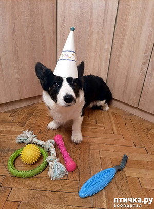 ����: ����������� �������