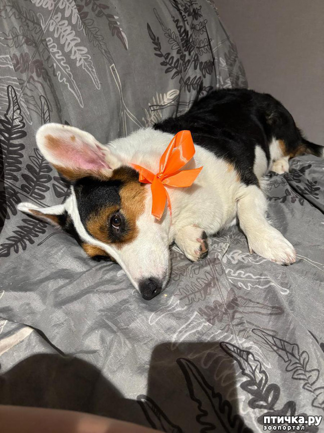 ���� 3: ����������� �������