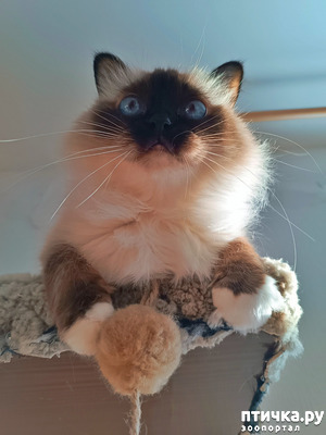 ����: �������