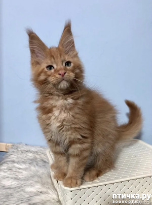 фотография: Мой рыжуля :) фото: Мой рыжуля :)