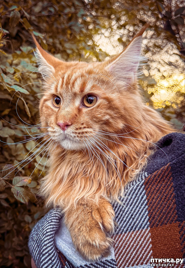 ���� 1: ��� ����-��� �������� - ������