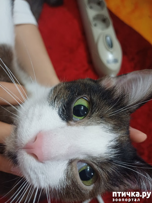 ����: �����
