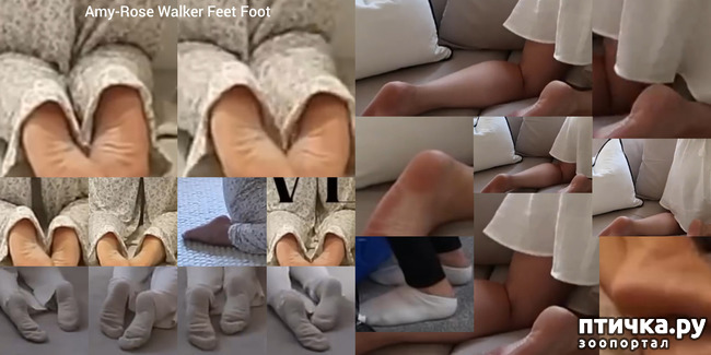 ���� 2: Amy-Rose Walker Feet Foot