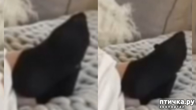 ���� 7: Amy-Rose Walker Feet Foot