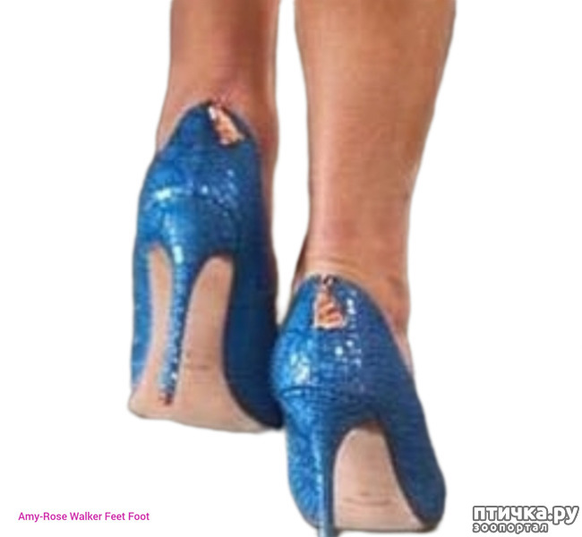���� 14: Amy-Rose Walker Feet Foot