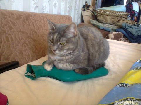 Тутси