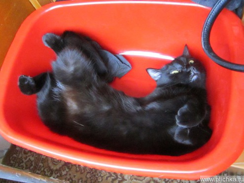 Сима
