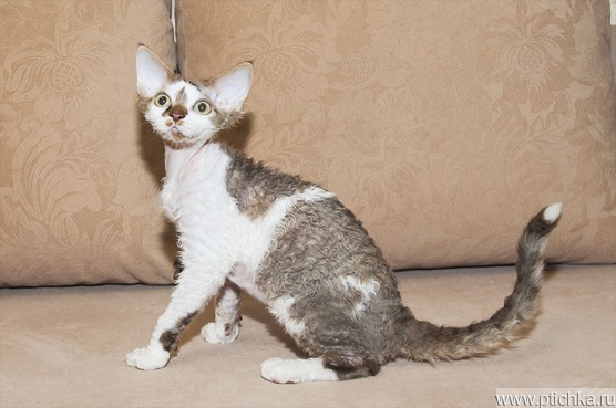 Janson Mondodevon-Rex*PL ()