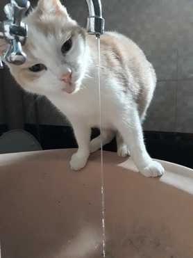 Ник