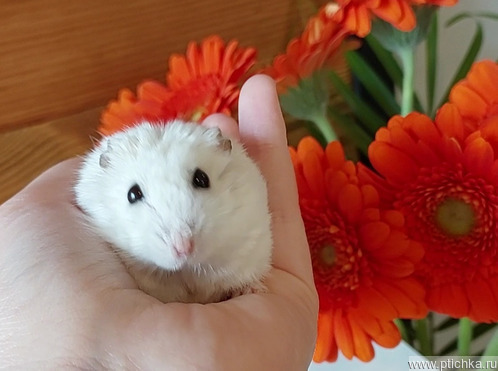 Арсений