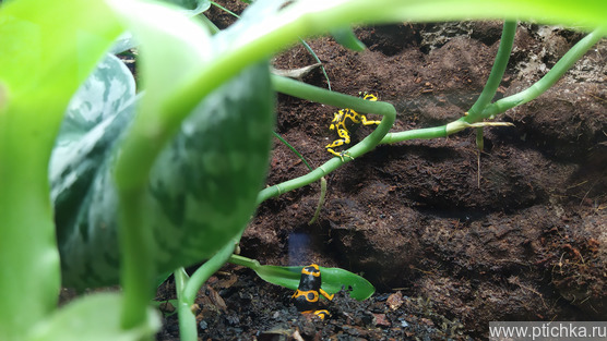 Dendrobates leucomelas Puerto Ayacucho